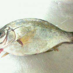 久しぶりに釣りに